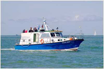 MBK Vagel Griep