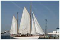 Gaffelketsch Ingorata