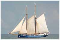 Heringslogger Gallant