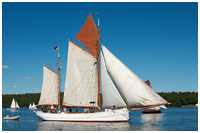 Heringslogger Pirola