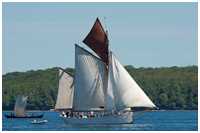Heringslogger Pirola