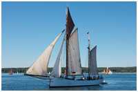 Heringslogger Pirola