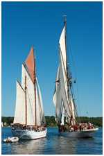 Heringslogger Pirola