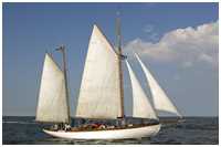 Gaffelketsch Ingorata