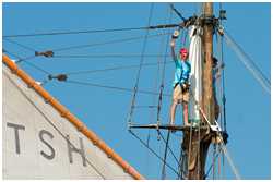 Heringslogger Gallant