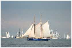 Heringslogger Gallant