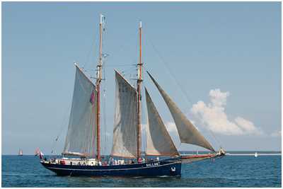 Heringslogger Gallant