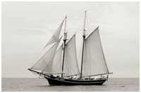 Hanse Sail 2019