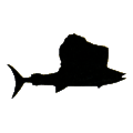 Sailfish